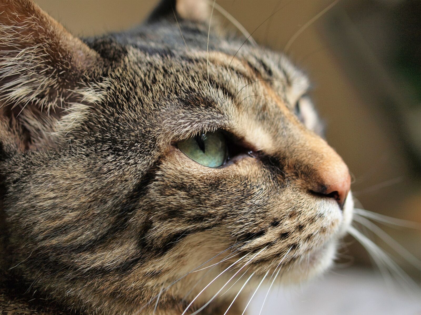Olympus E-520 (EVOLT E-520) sample photo. Cat, tabby, animal photography