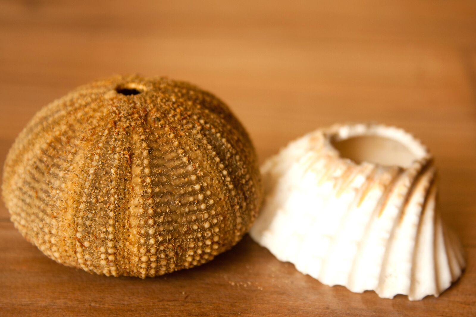 Canon EOS 1000D (EOS Digital Rebel XS / EOS Kiss F) sample photo. Seashell, mollusk, brown, close photography