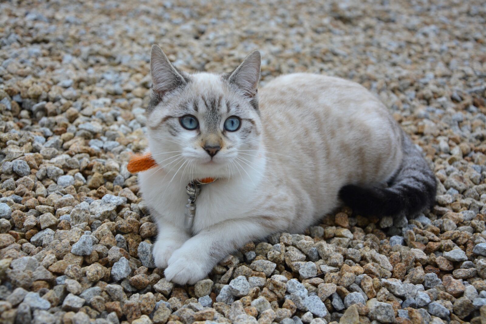 Nikon D5200 sample photo. Cat, kitten, blue eyes photography