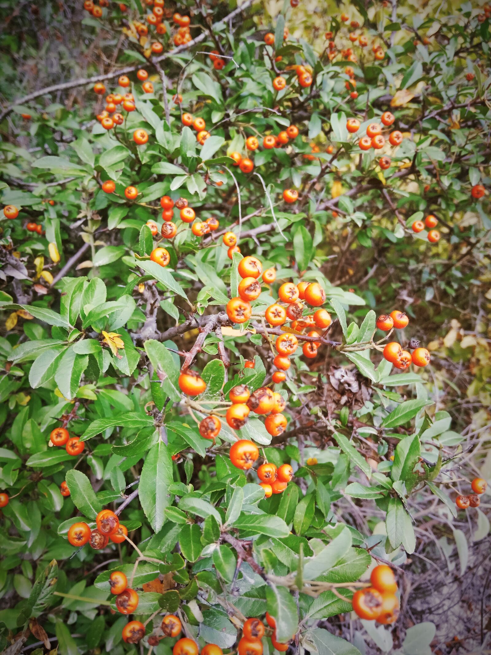 Xiaomi Redmi 6A sample photo. Nature, bush, berry photography