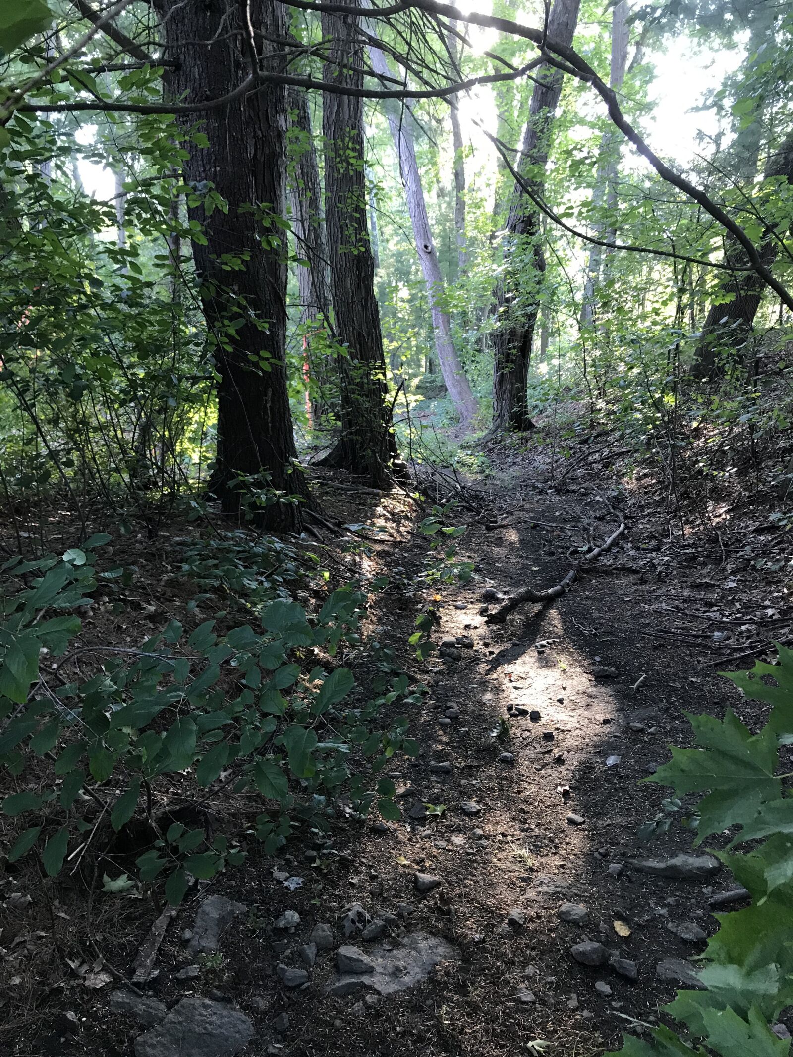 Apple iPhone 7 Plus sample photo. Forest, new england, woods photography