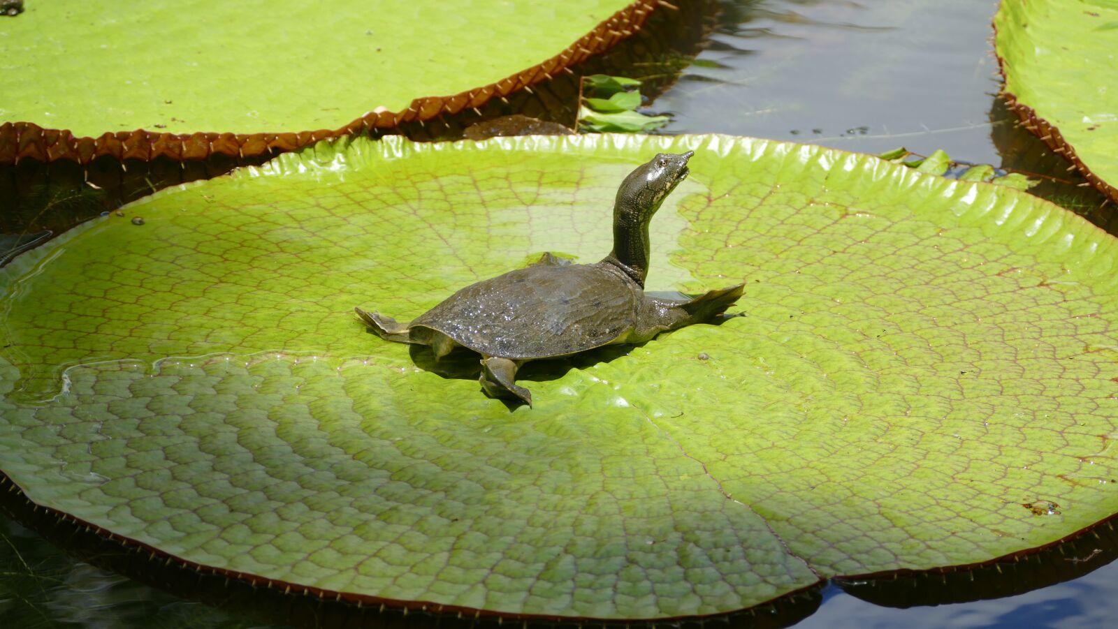 Panasonic Lumix DMC-FZ1000 sample photo. Pamplemousse garden, botanical garden photography