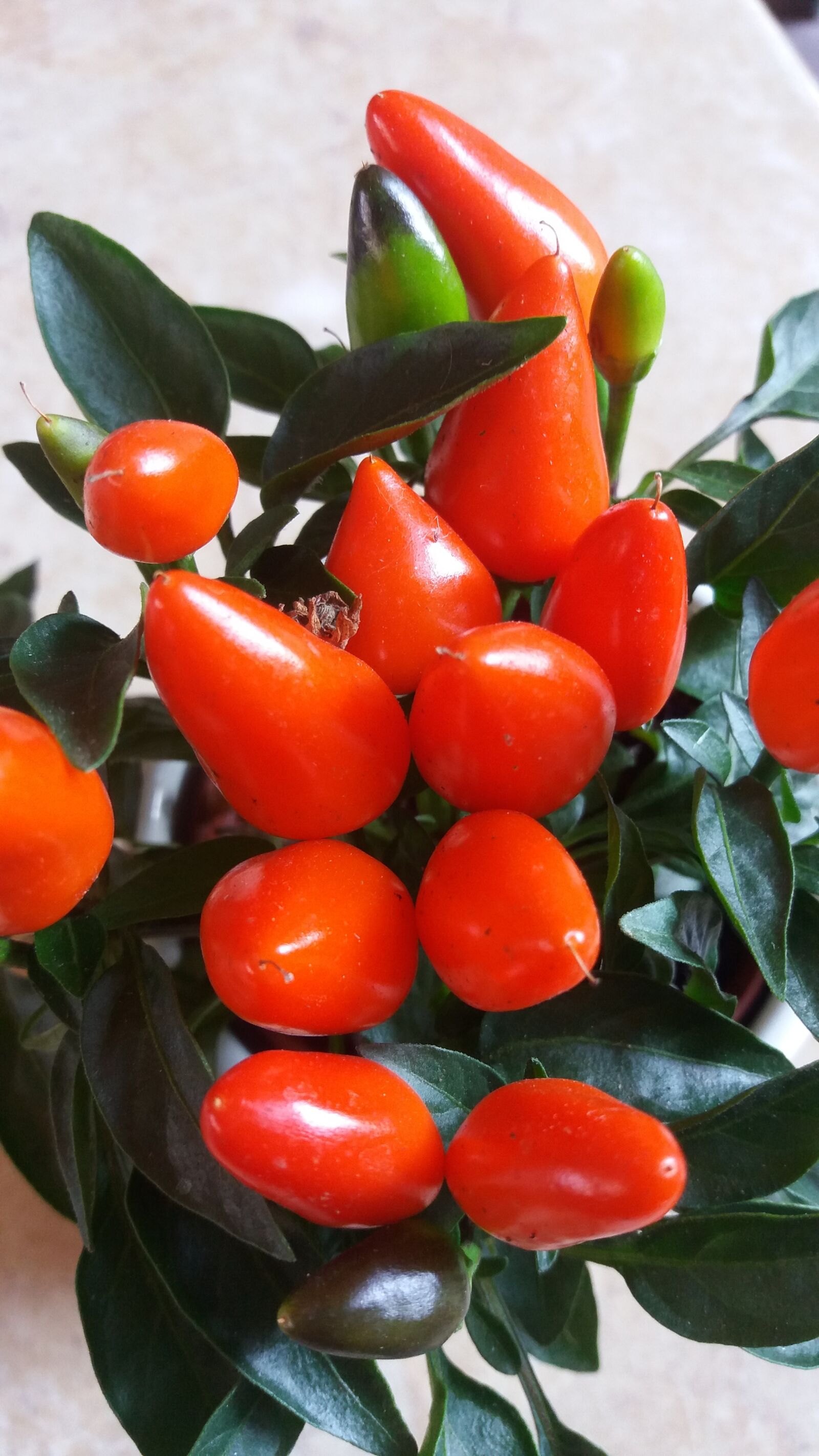 Samsung Galaxy J5 sample photo. Ornamental peppers, plant, spice photography