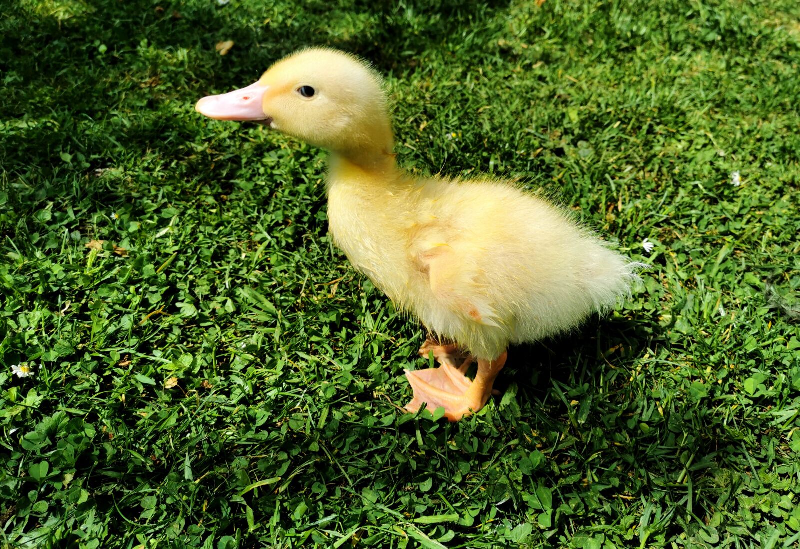 HUAWEI P30 sample photo. Duck, nature, sweet photography