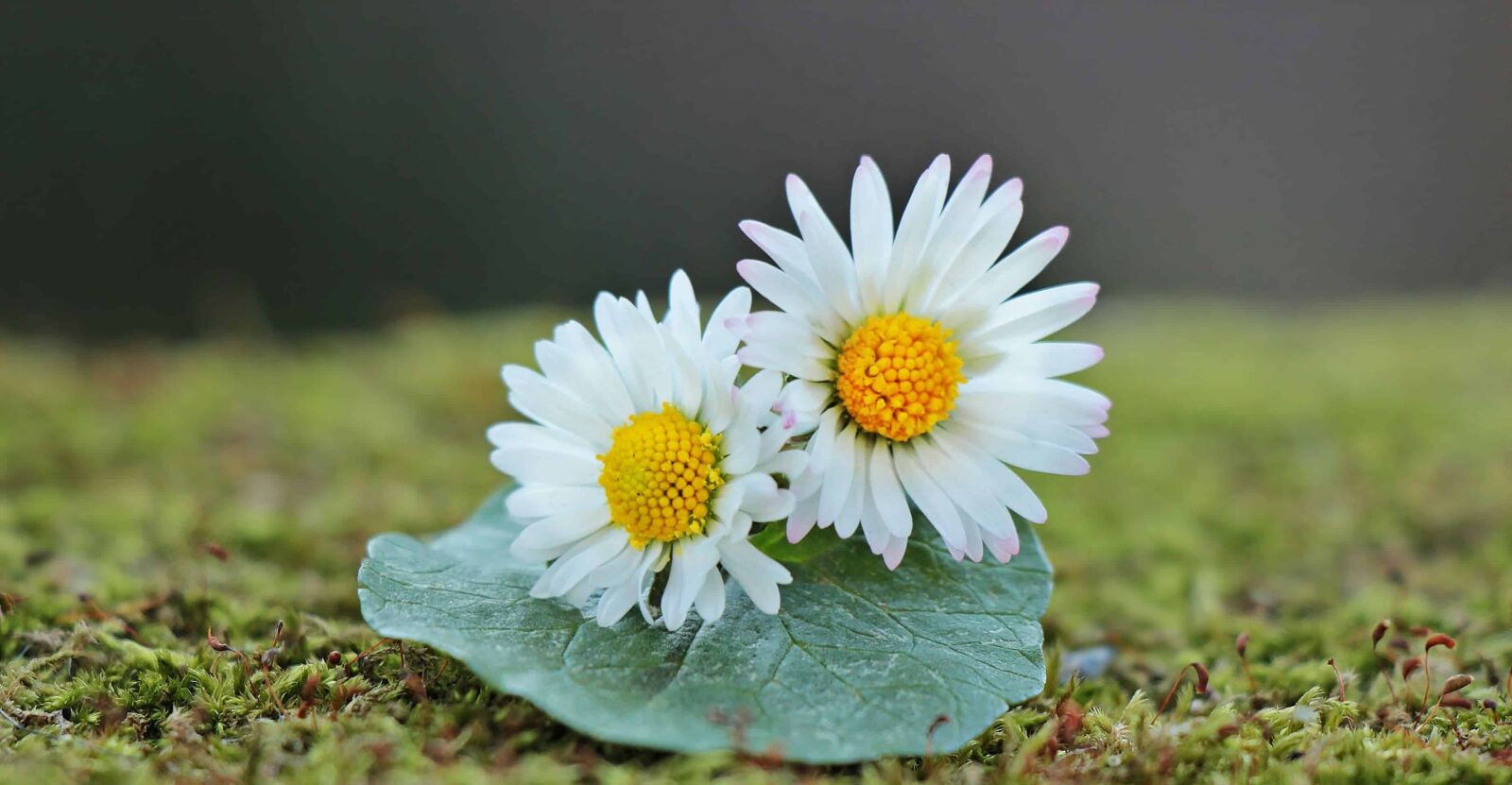 Canon EOS 550D (EOS Rebel T2i / EOS Kiss X4) sample photo. Daisy, flower, garden, summer photography
