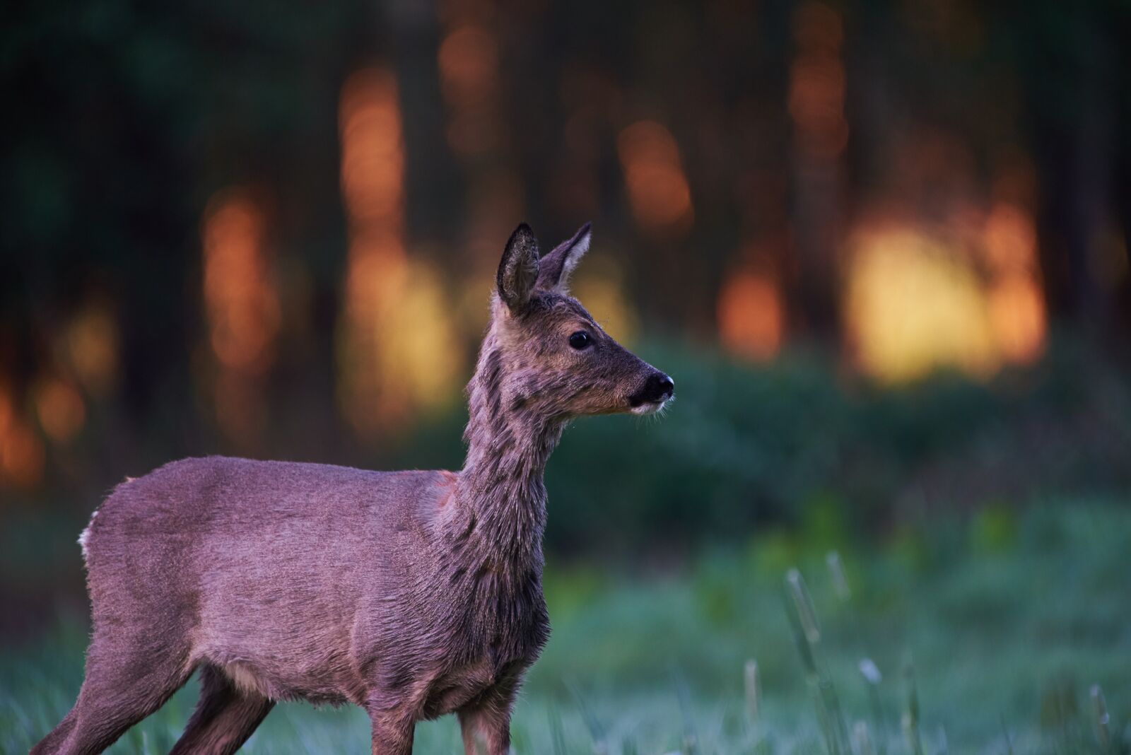 Nikon AF-S Nikkor 200-500mm F5.6E ED VR sample photo. Wild animal, roe deer photography