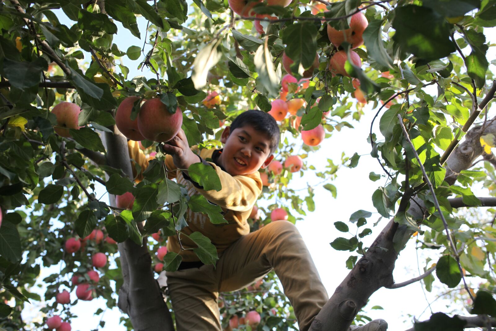 Canon EOS 5D Mark II sample photo. Aksu, red slope, apple photography