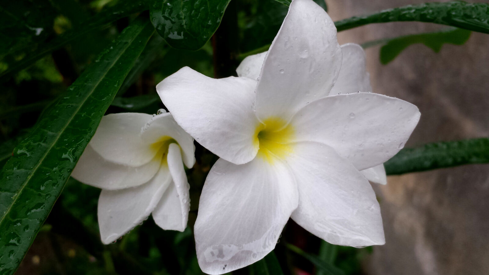 Samsung Galaxy S4 sample photo