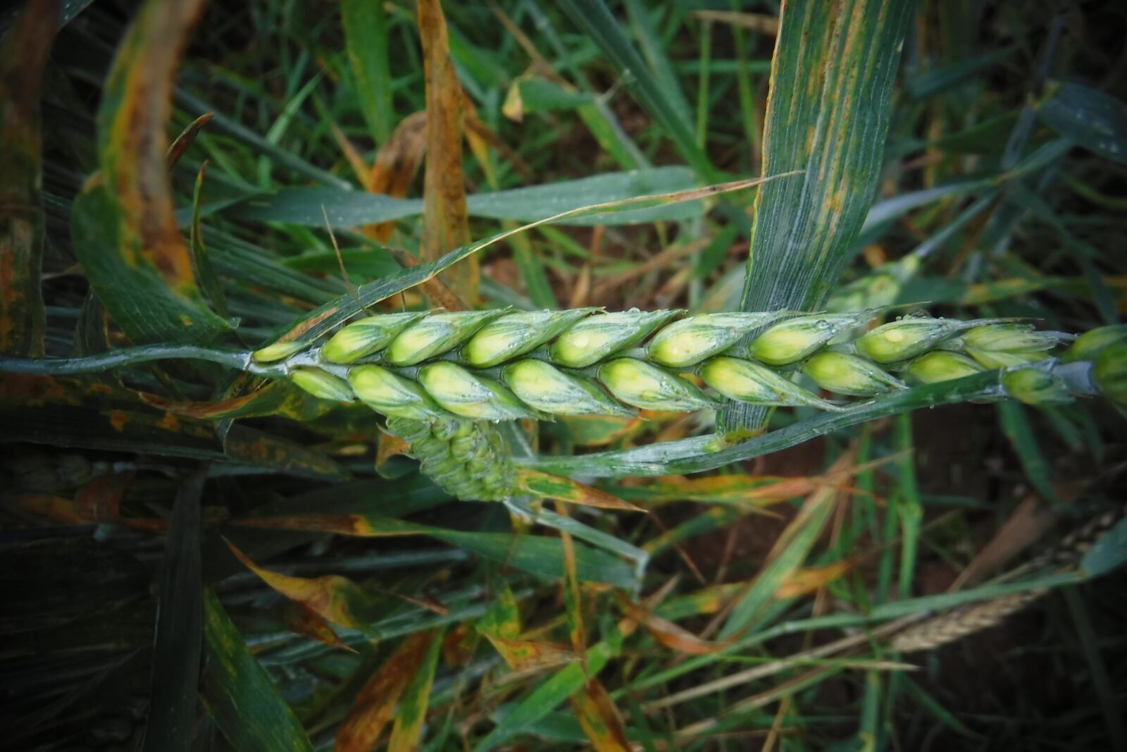 Fujifilm FinePix XP90 XP91 XP95 sample photo. Grain, wheat, agriculture photography