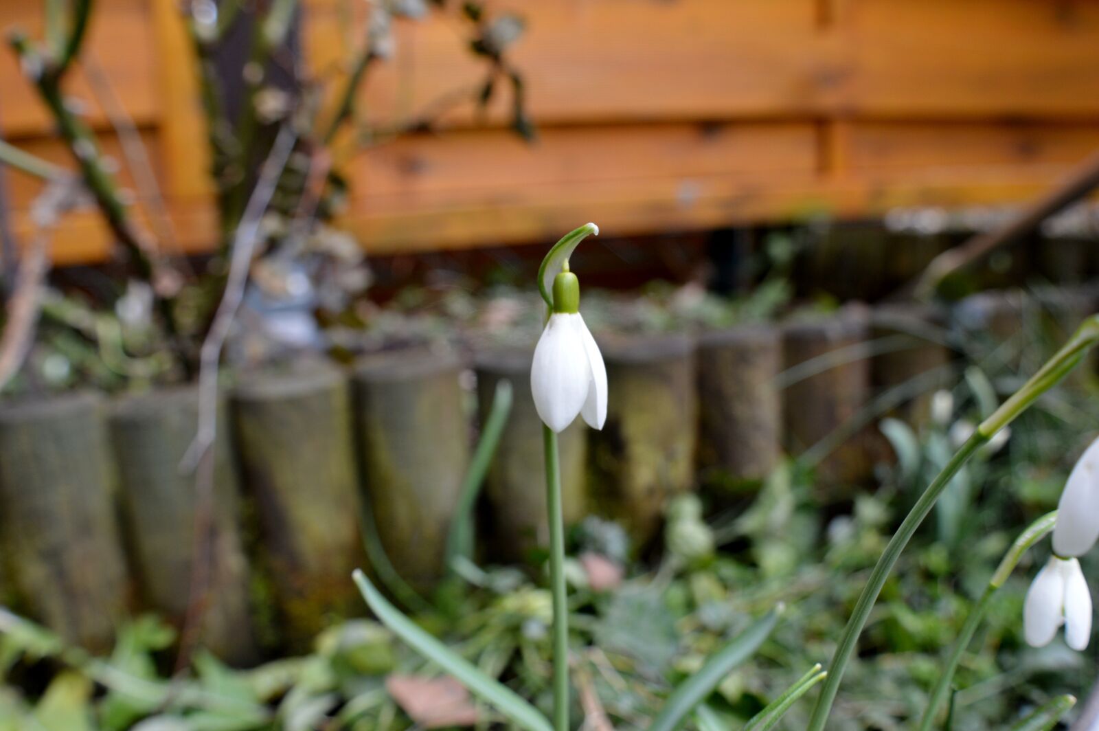 Nikon D3200 sample photo. Snowdrop, plant, nature photography