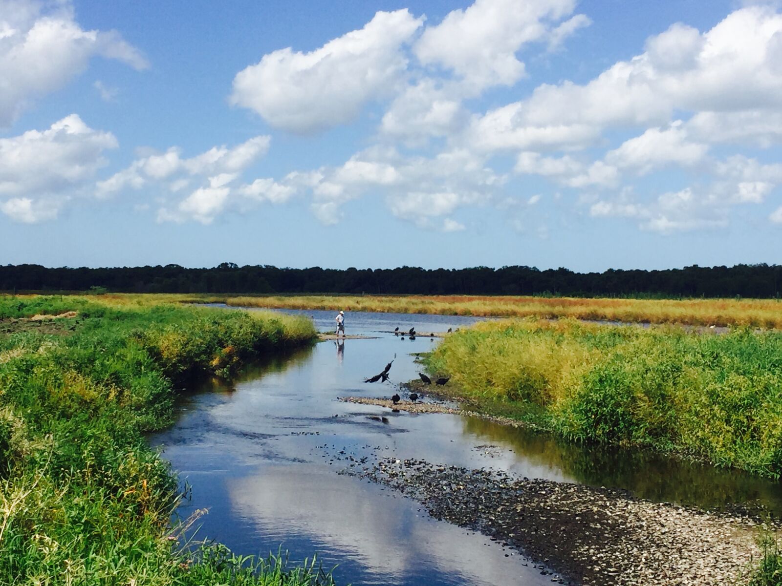 iPhone 6 back camera 4.15mm f/2.2 sample photo. Nature, florida, gators photography