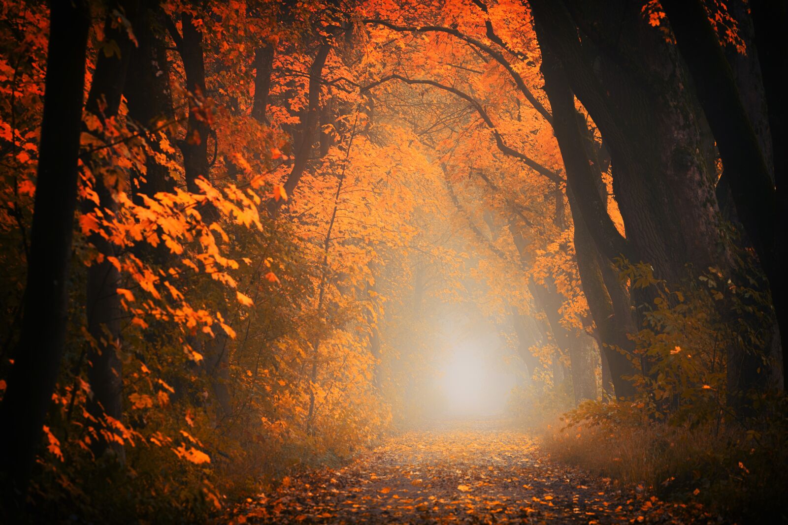 Sony a7 + Sony DT 50mm F1.8 SAM sample photo. Light, forest, away photography