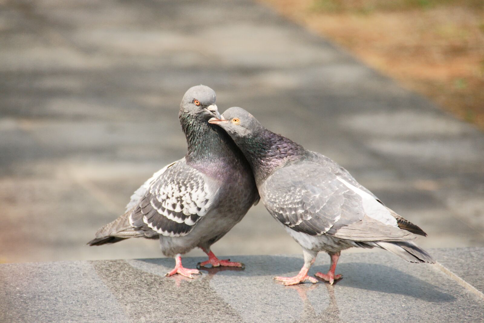 Sony Alpha DSLR-A700 sample photo. Pigeon, love, nature photography