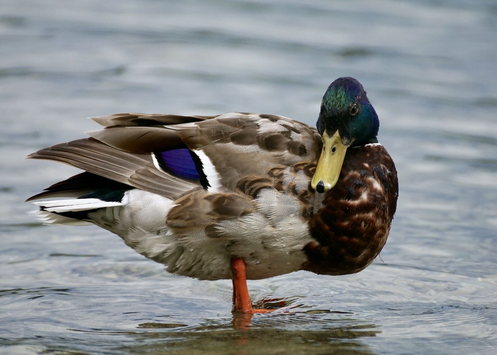 Sony DT 55-300mm F4.5-5.6 SAM sample photo. Duck, drake, water bird photography