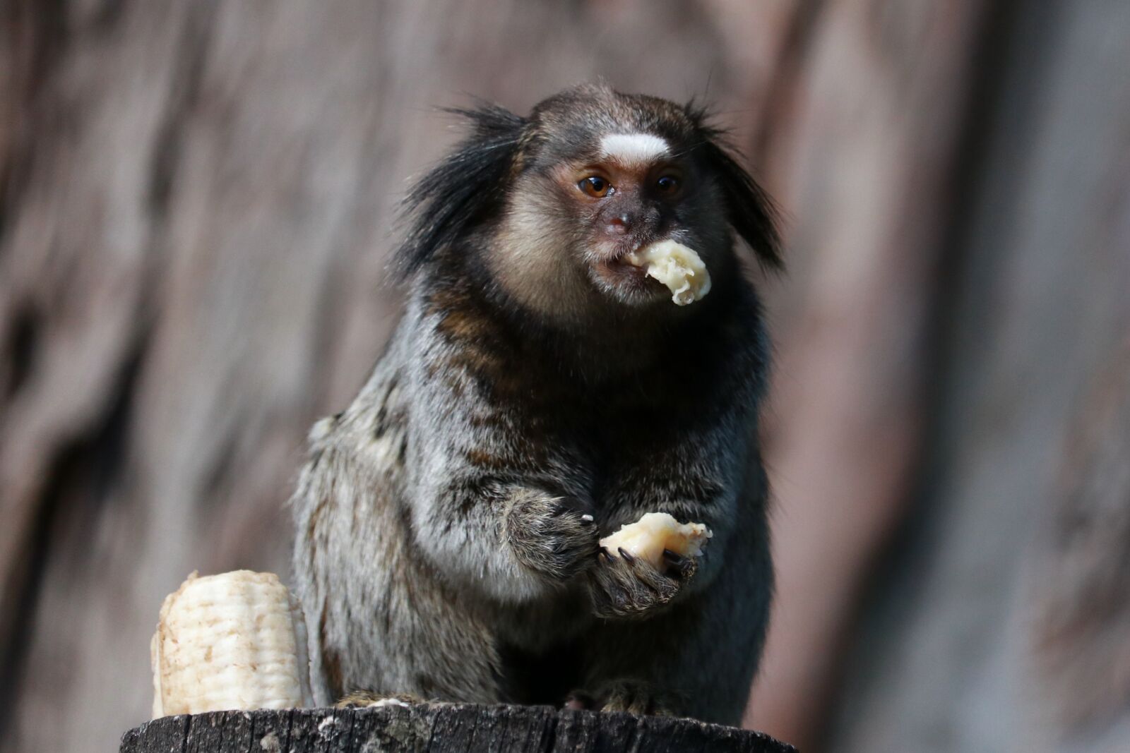 Canon EF-S 55-250mm F4-5.6 IS STM sample photo. Wildlife, monkey, primates photography