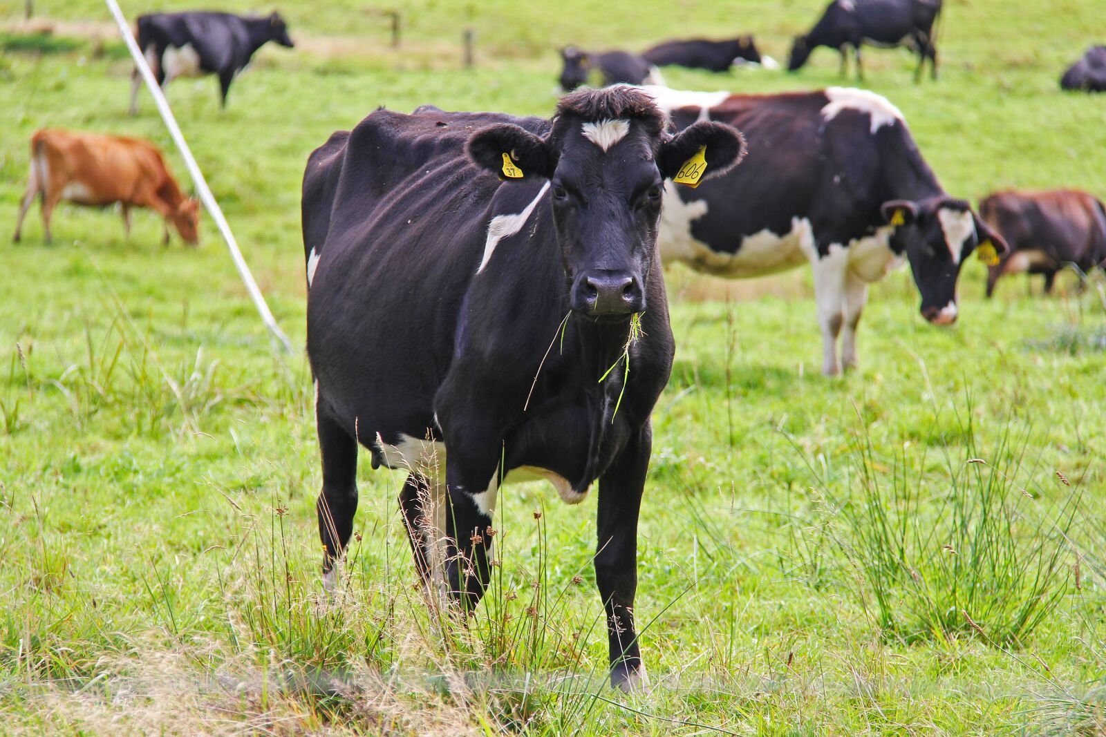 Canon EF-S 18-200mm F3.5-5.6 IS sample photo. Cow, farm, state highway 6 photography
