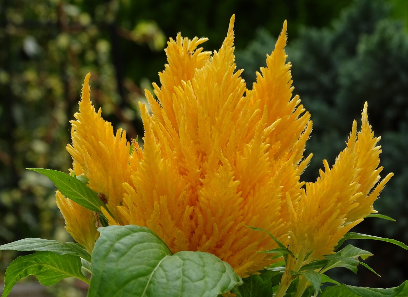 Sony Cyber-shot DSC-HX400V sample photo. Fire-crested, celosia, cockscomb photography