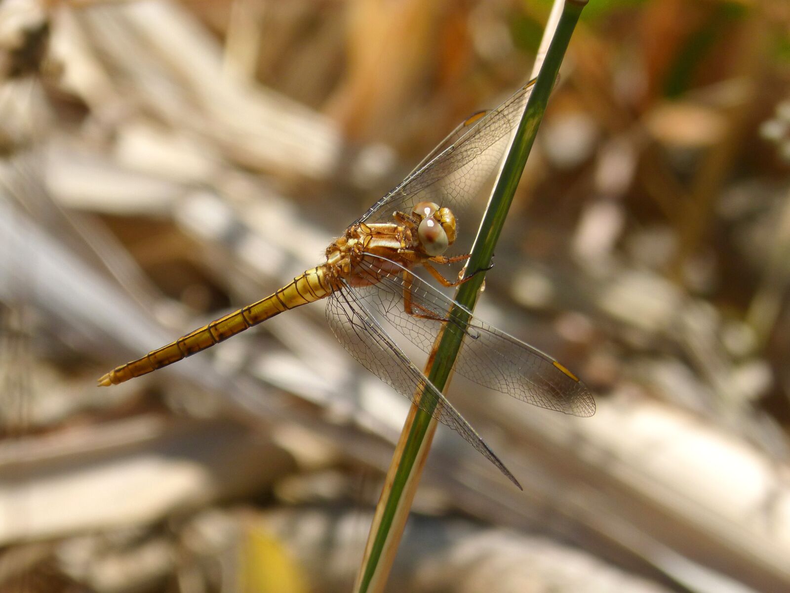 Panasonic DMC-FZ62 sample photo. Golden dragonfly, sympetrum meridionale photography