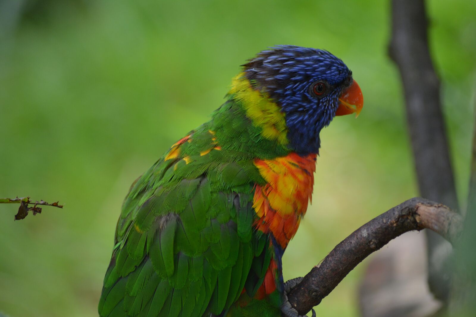 Nikon D5200 sample photo. Bird, animal world, parrot photography