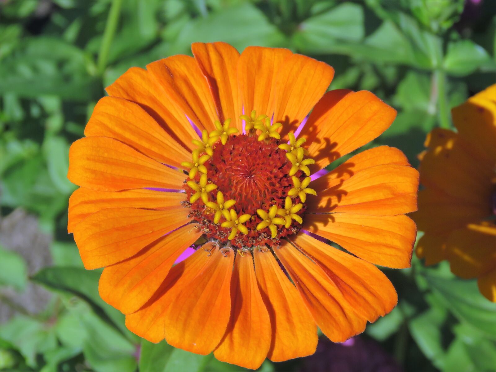 Canon PowerShot SX60 HS sample photo. Flower, orange, yellow photography