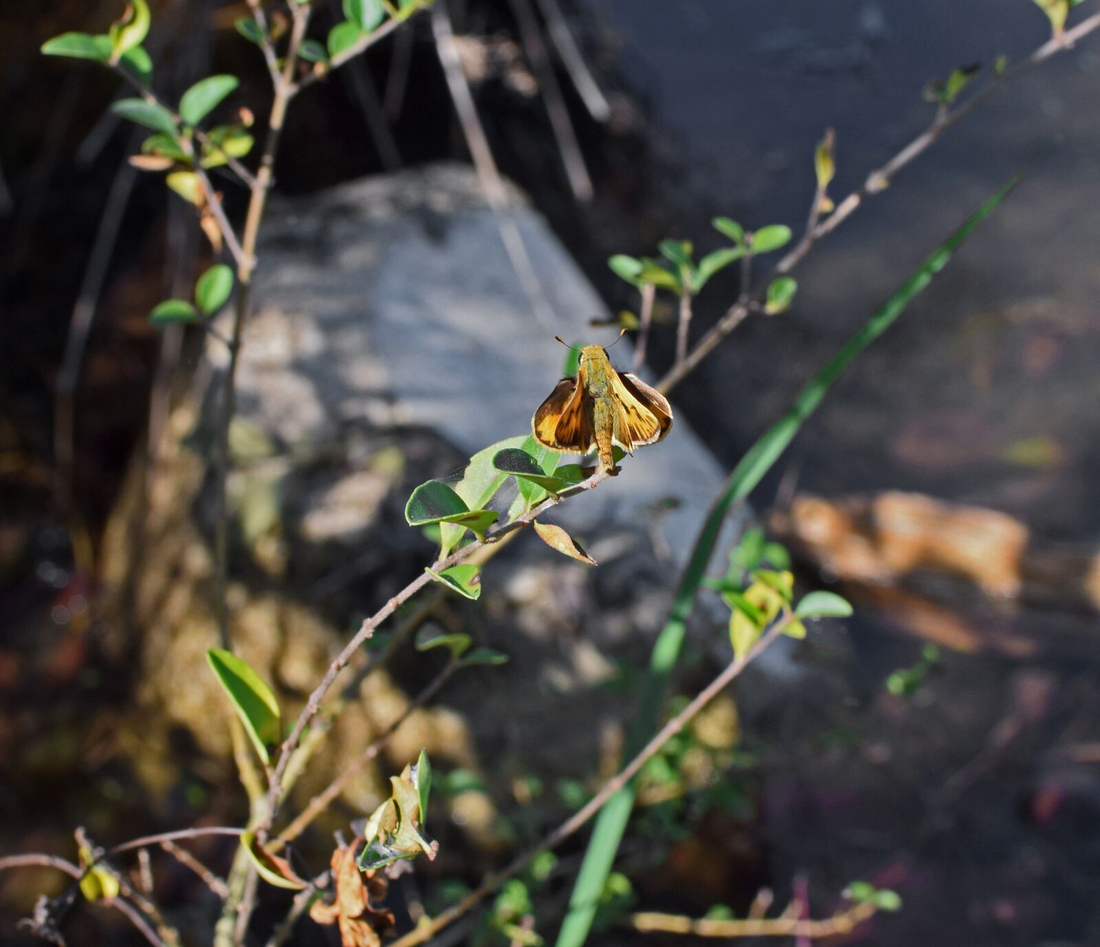 Nikon D3300 sample photo. Fiery skipper on branch photography