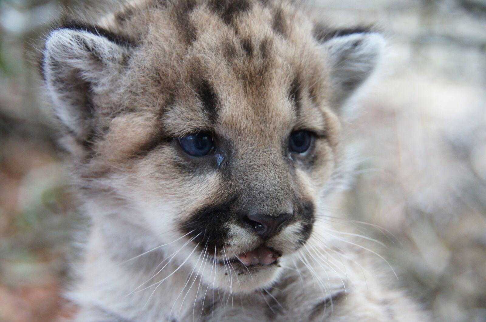 Sony DT 18-250mm F3.5-6.3 sample photo. Mountain lion, kitten, portrait photography