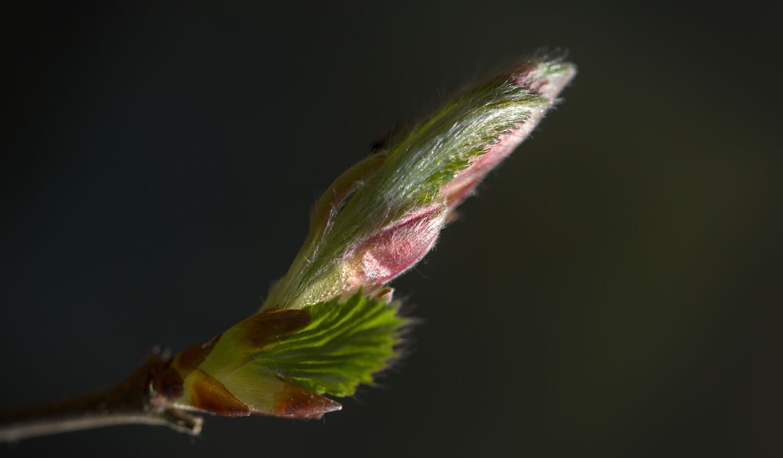 Canon EOS M5 + Canon EF 100mm F2.8L Macro IS USM sample photo. Leaf, spring, forest photography