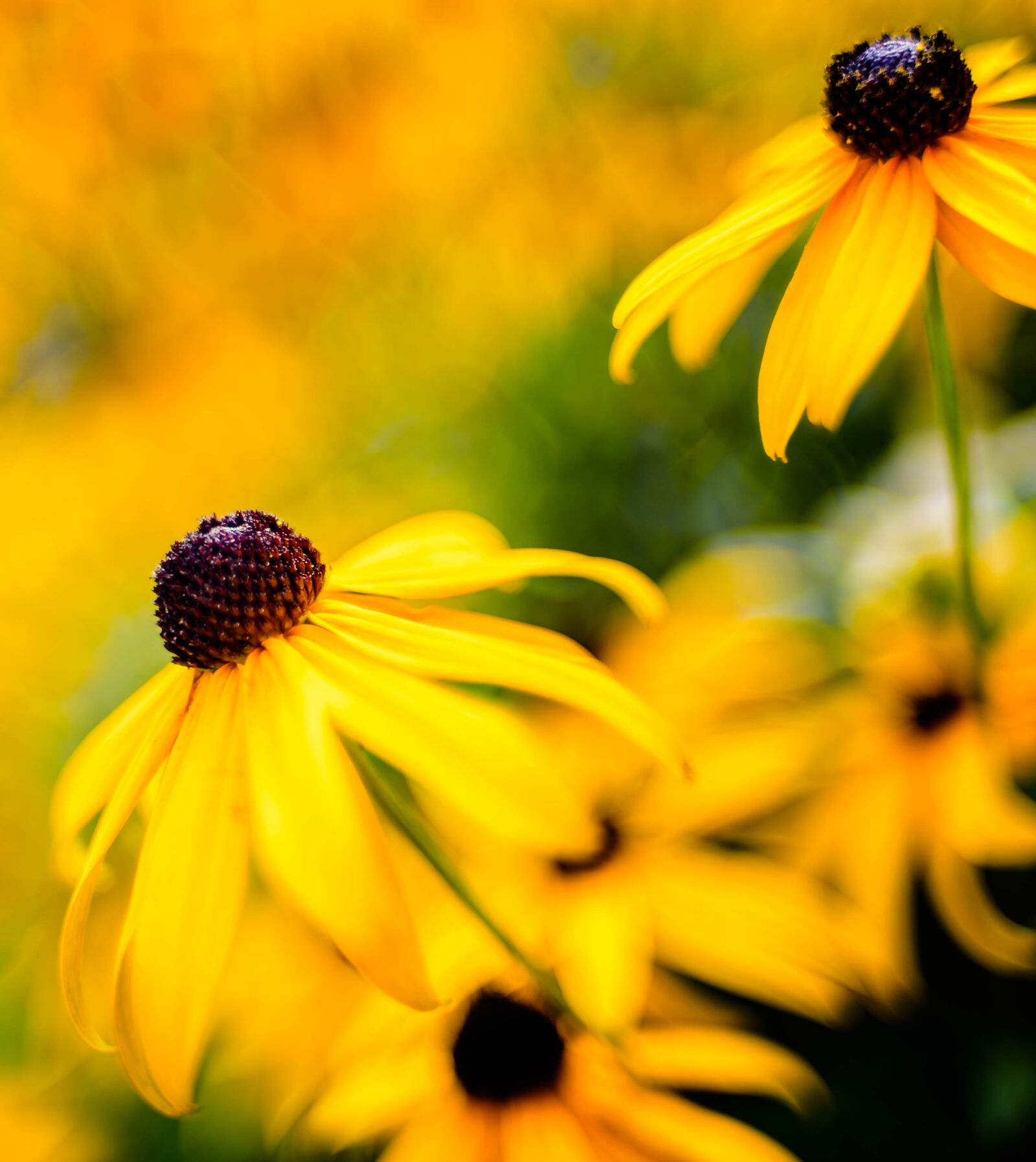 Nikon D750 sample photo