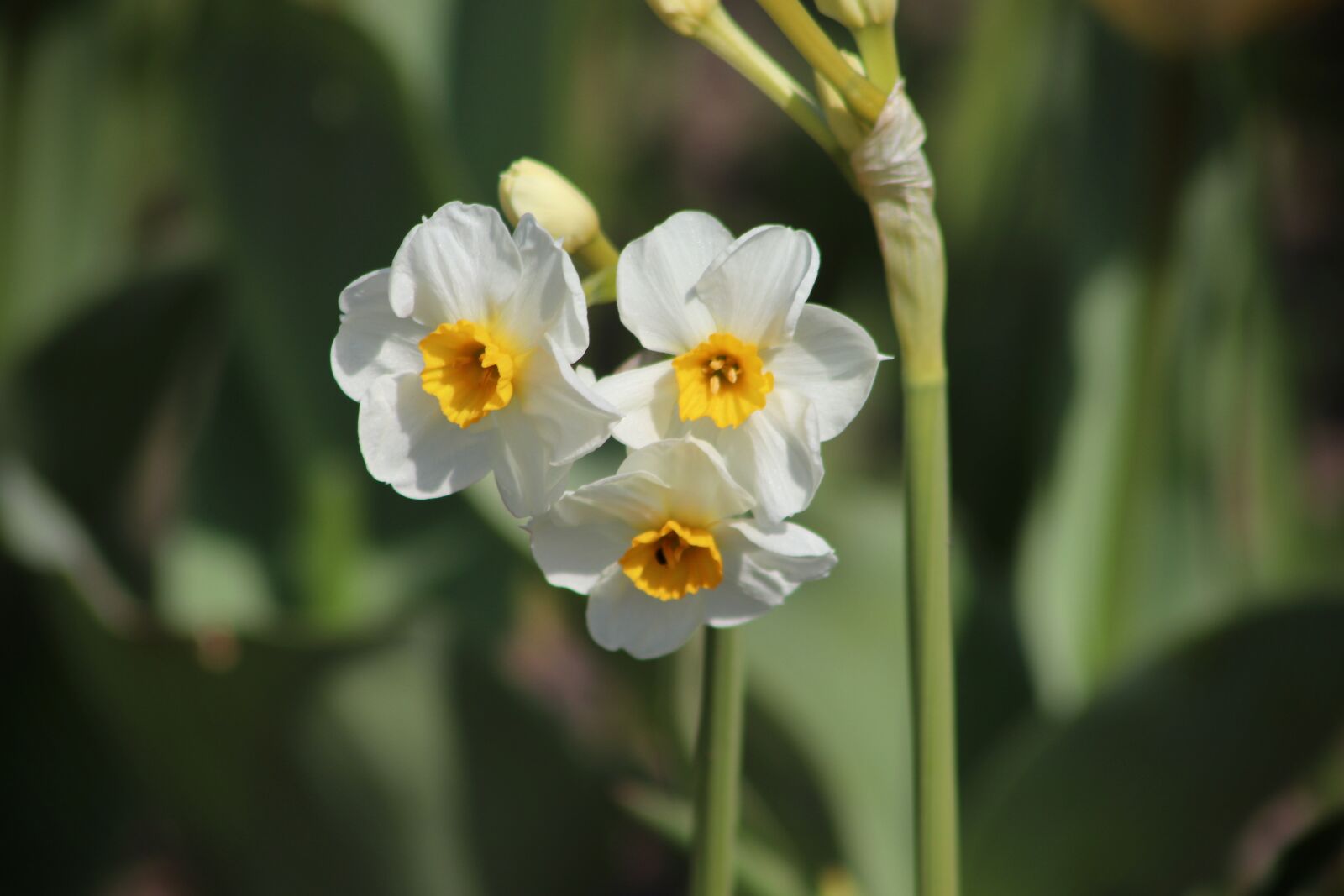 Canon EOS 77D (EOS 9000D / EOS 770D) sample photo. Osterglocken, daffodils, white photography