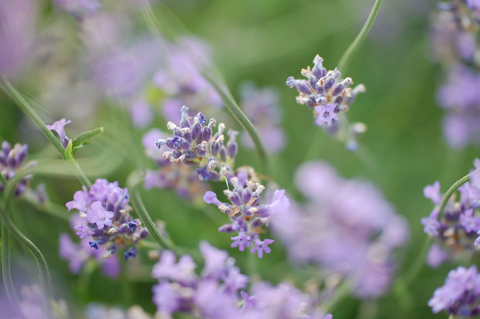 Nikon D40 sample photo. Blur, close, up, flower photography