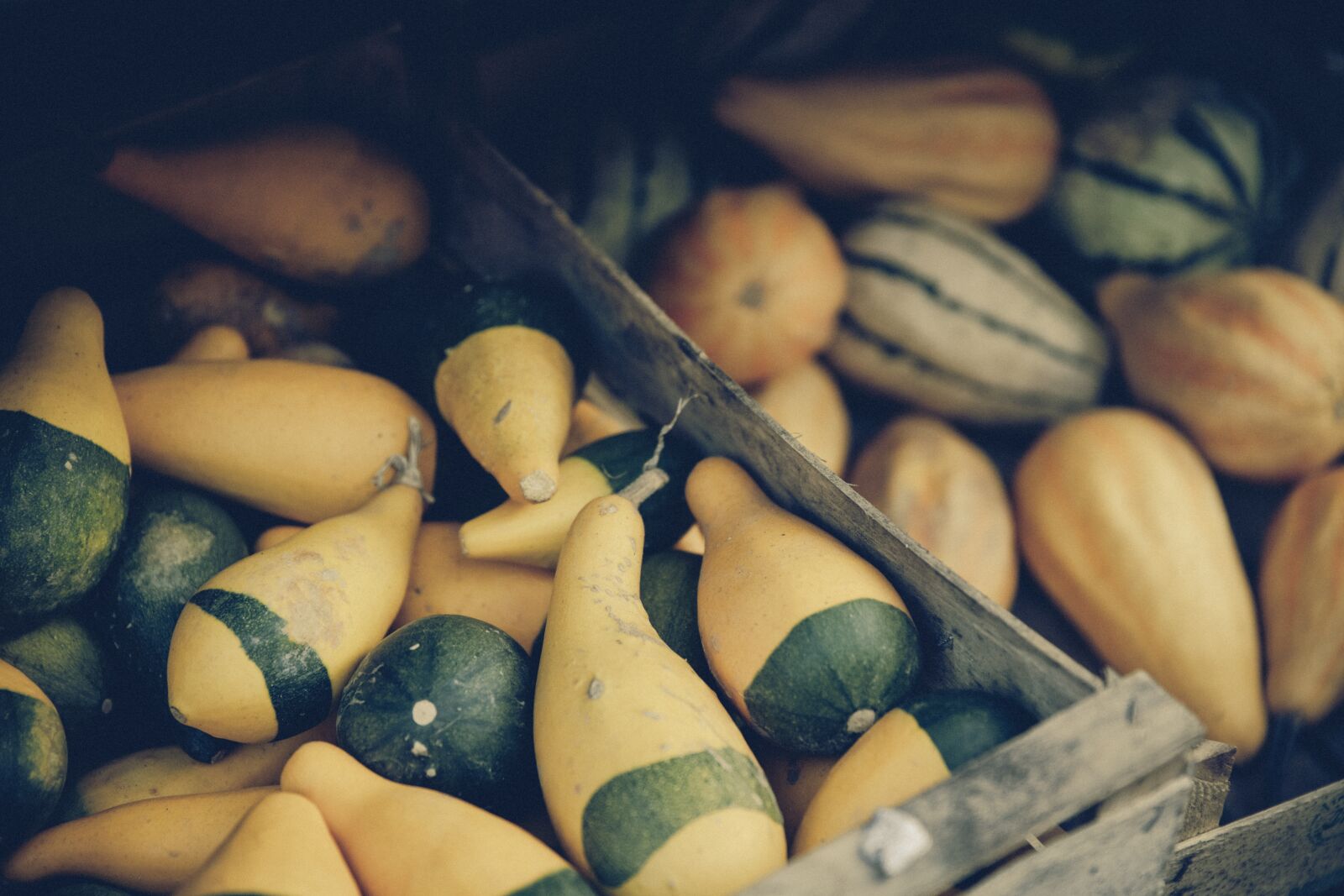 Canon EF 24-70mm F2.8L II USM sample photo. Pumpkin, gourd, autumn photography