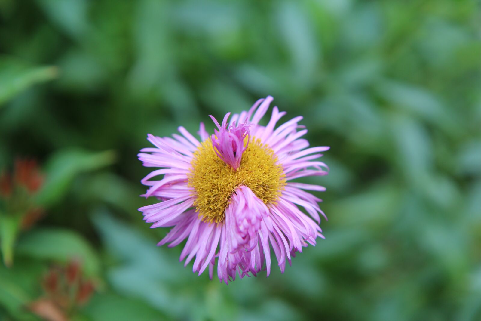 Canon EOS 600D (Rebel EOS T3i / EOS Kiss X5) sample photo. Pink flower, fault floral photography