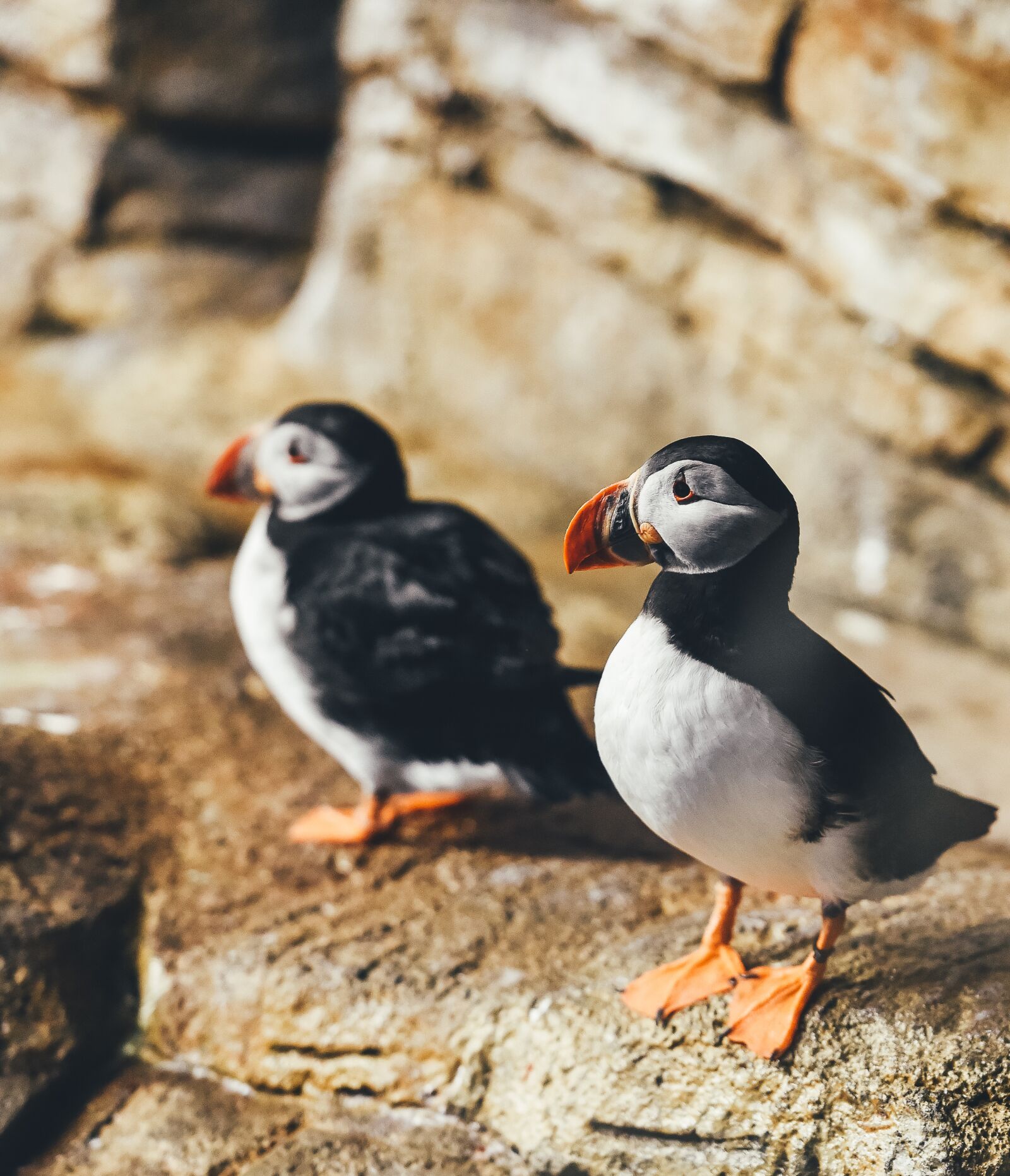 Nikon D4S sample photo. Animal, animals, birds photography