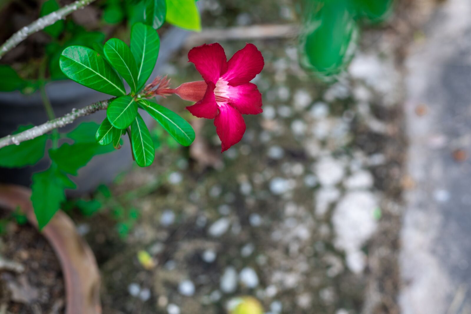 Canon EOS RP sample photo. Plant, thailand, the pink photography