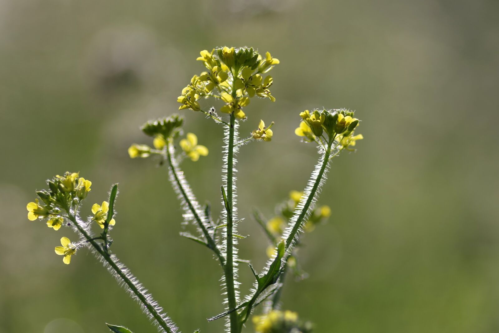 Pentax K-S2 sample photo. Rapeseed, flower, single photography