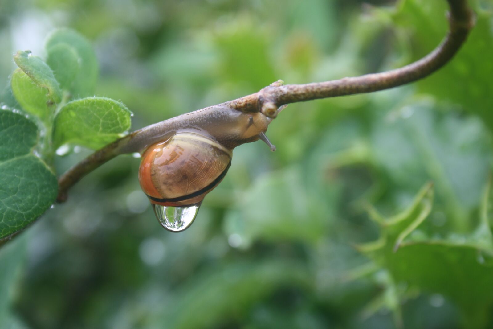 Canon EOS 1000D (EOS Digital Rebel XS / EOS Kiss F) sample photo. Snail, rain, sweating photography