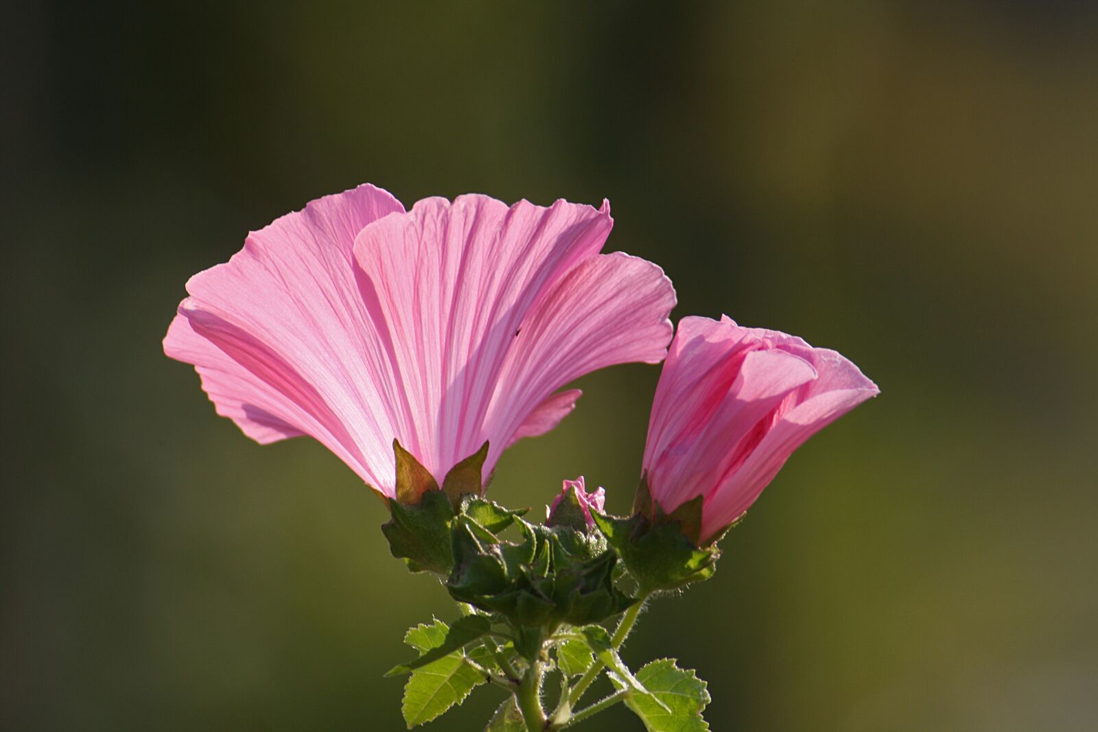 Canon EOS 1000D (EOS Digital Rebel XS / EOS Kiss F) sample photo. Flower, flora, blossom photography