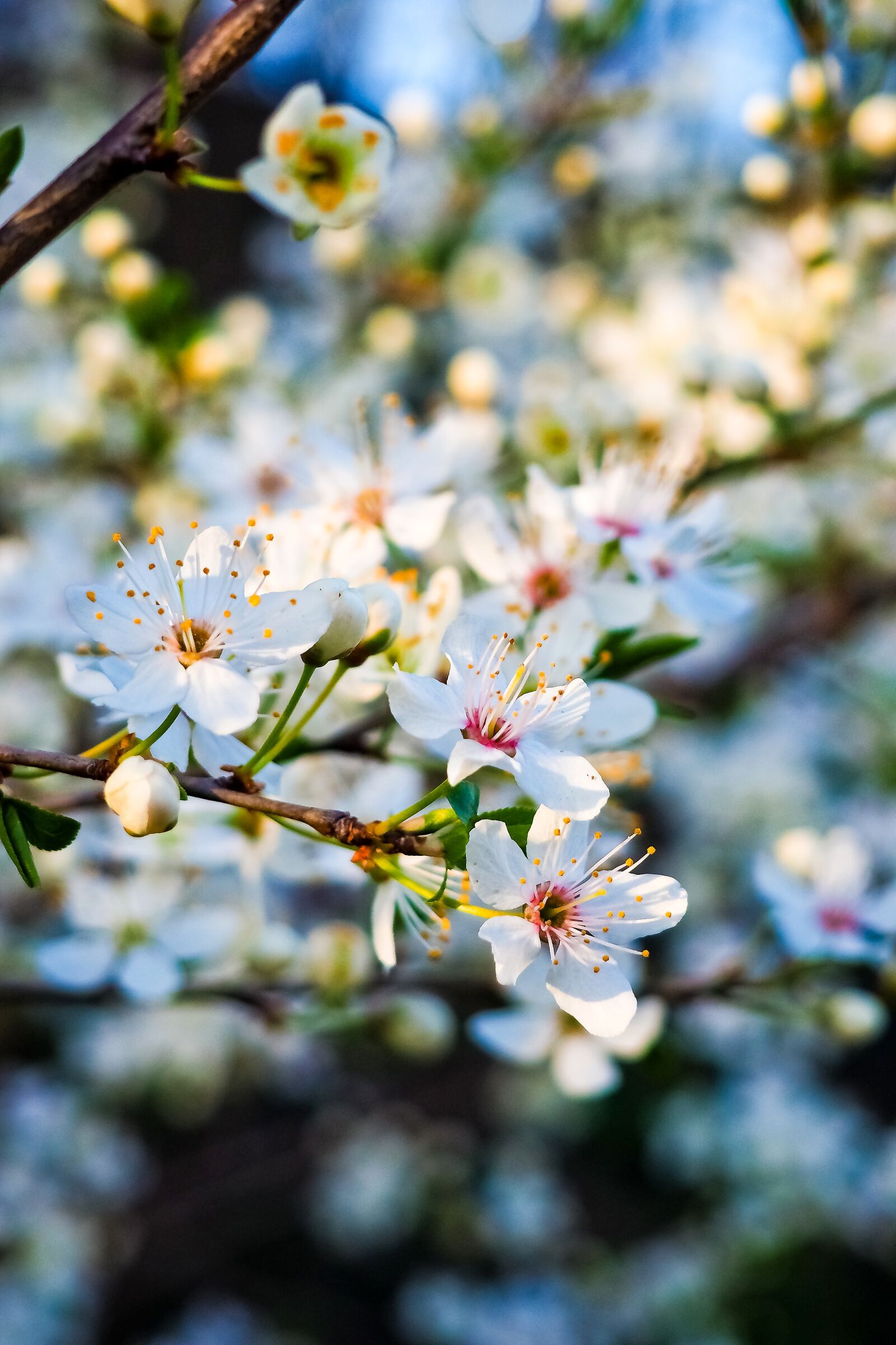 Olympus OM-D E-M10 sample photo. Sour cherry, tree, nature photography