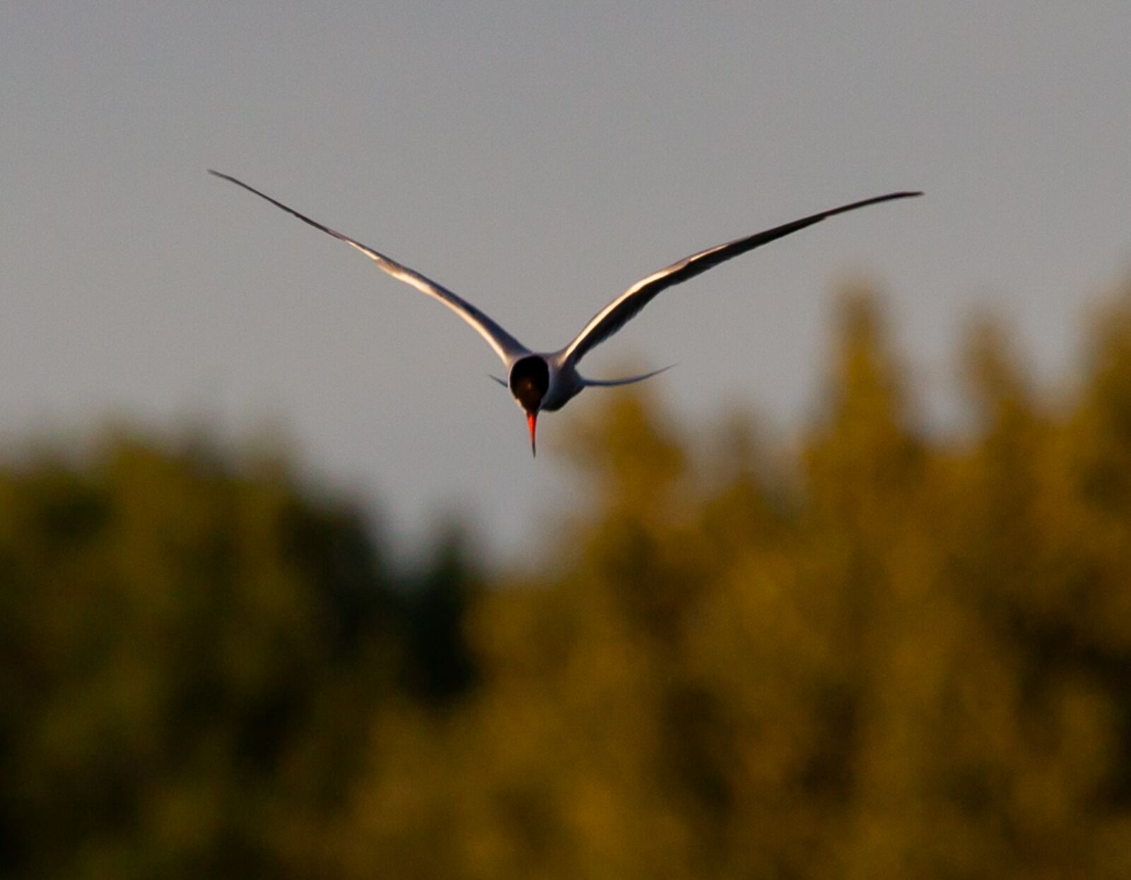 150-600mm F5-6.3 DG OS HSM | Contemporary 015 sample photo. Arctic tern, sea swallow photography