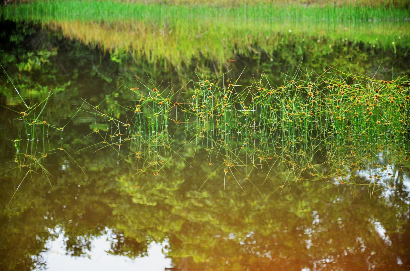 Nikon D7000 sample photo. Swamp, plant, green photography