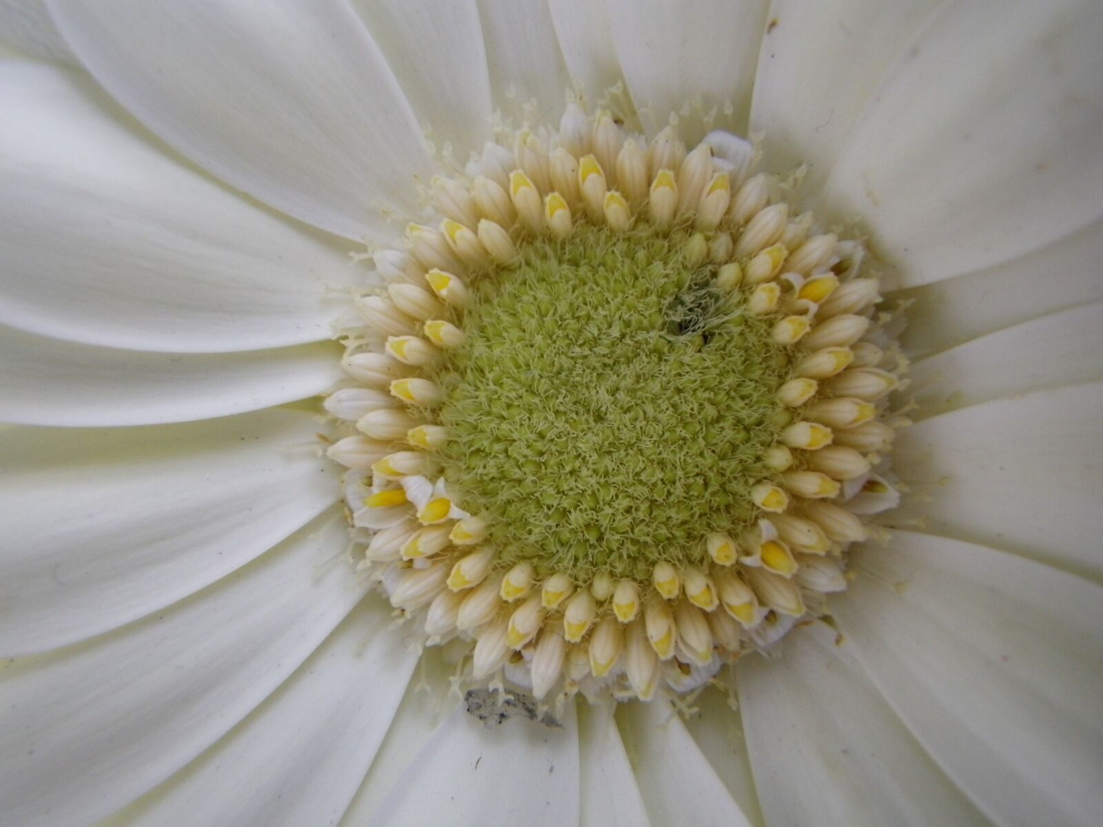 Pentax Optio W90 sample photo. Flower, macro, white photography