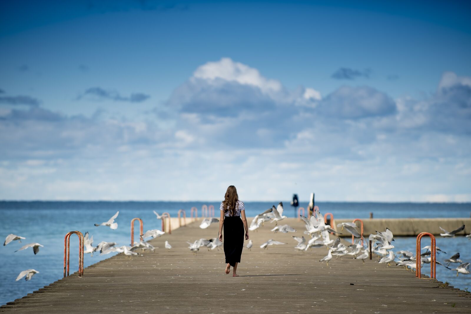 Nikon D750 sample photo. Animals, birds, clouds photography