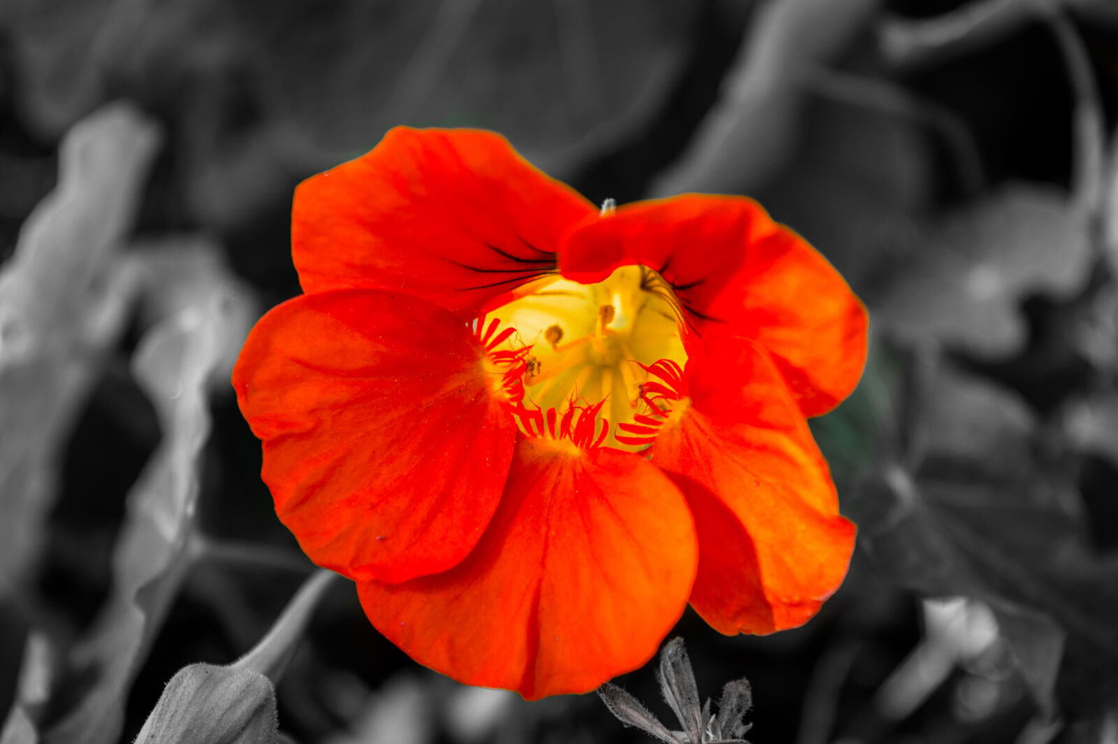 Nikon D3200 sample photo. Beautiful, blooming, blossom, bright photography