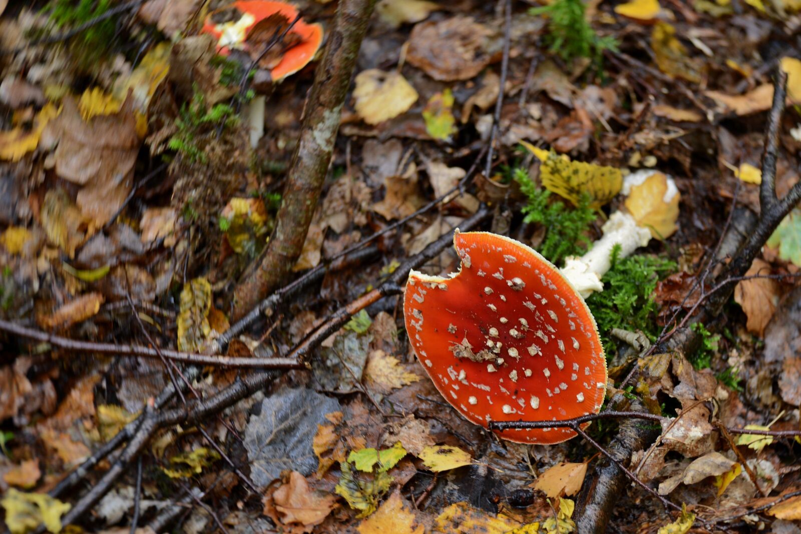 Nikon D600 sample photo. Mushroom, fly agaric, forest photography
