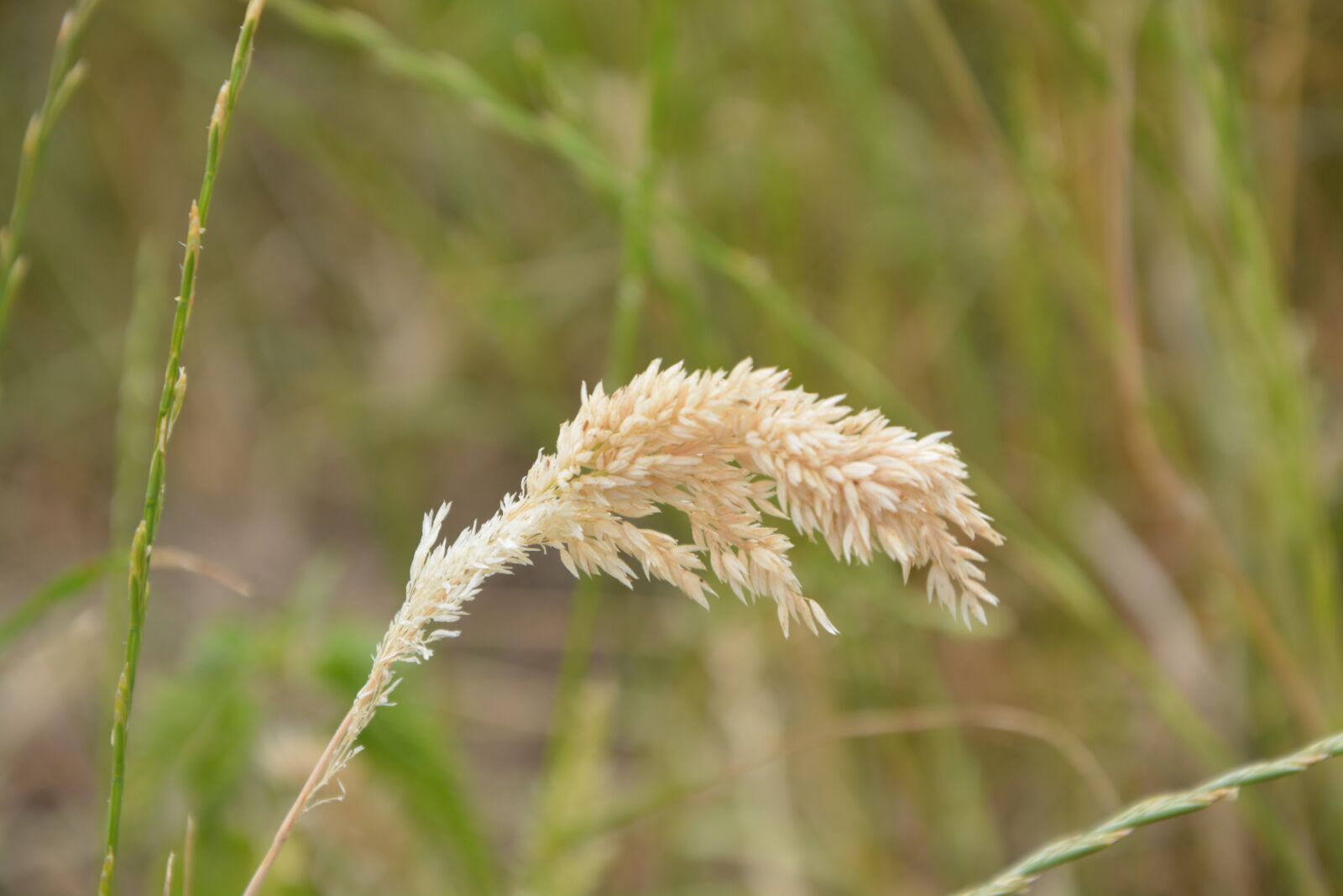 Nikon D5200 sample photo. Grass, high, tall grass photography