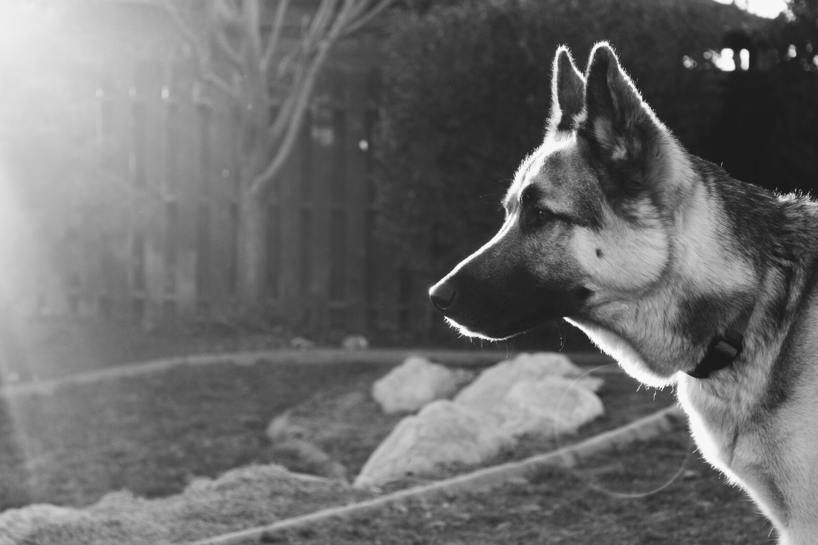 Canon EOS 1300D (EOS Rebel T6 / EOS Kiss X80) sample photo. Dog, german shepard mix photography