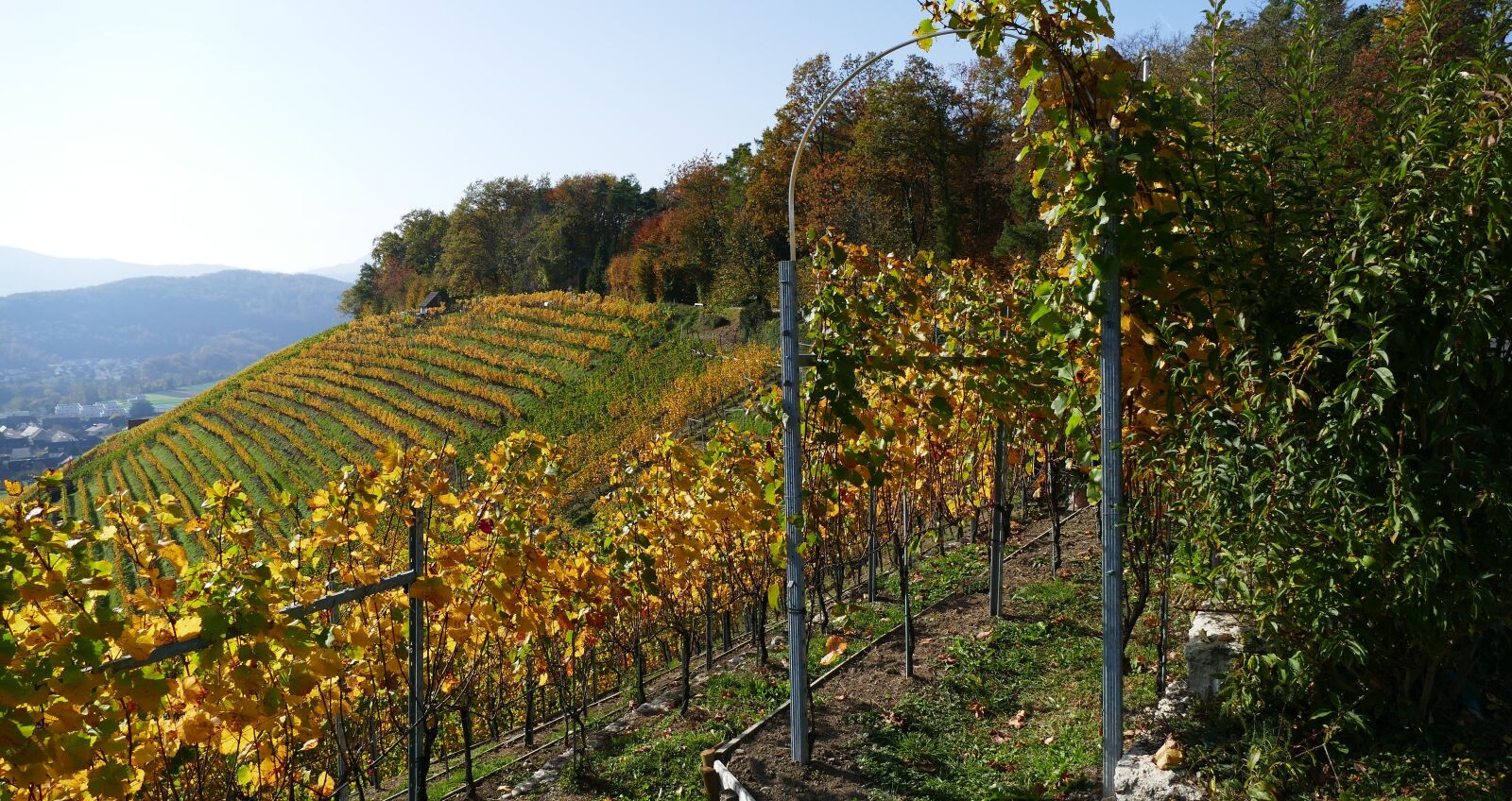 Panasonic Lumix DMC-FZ1000 sample photo. Landscape, nature, vines photography