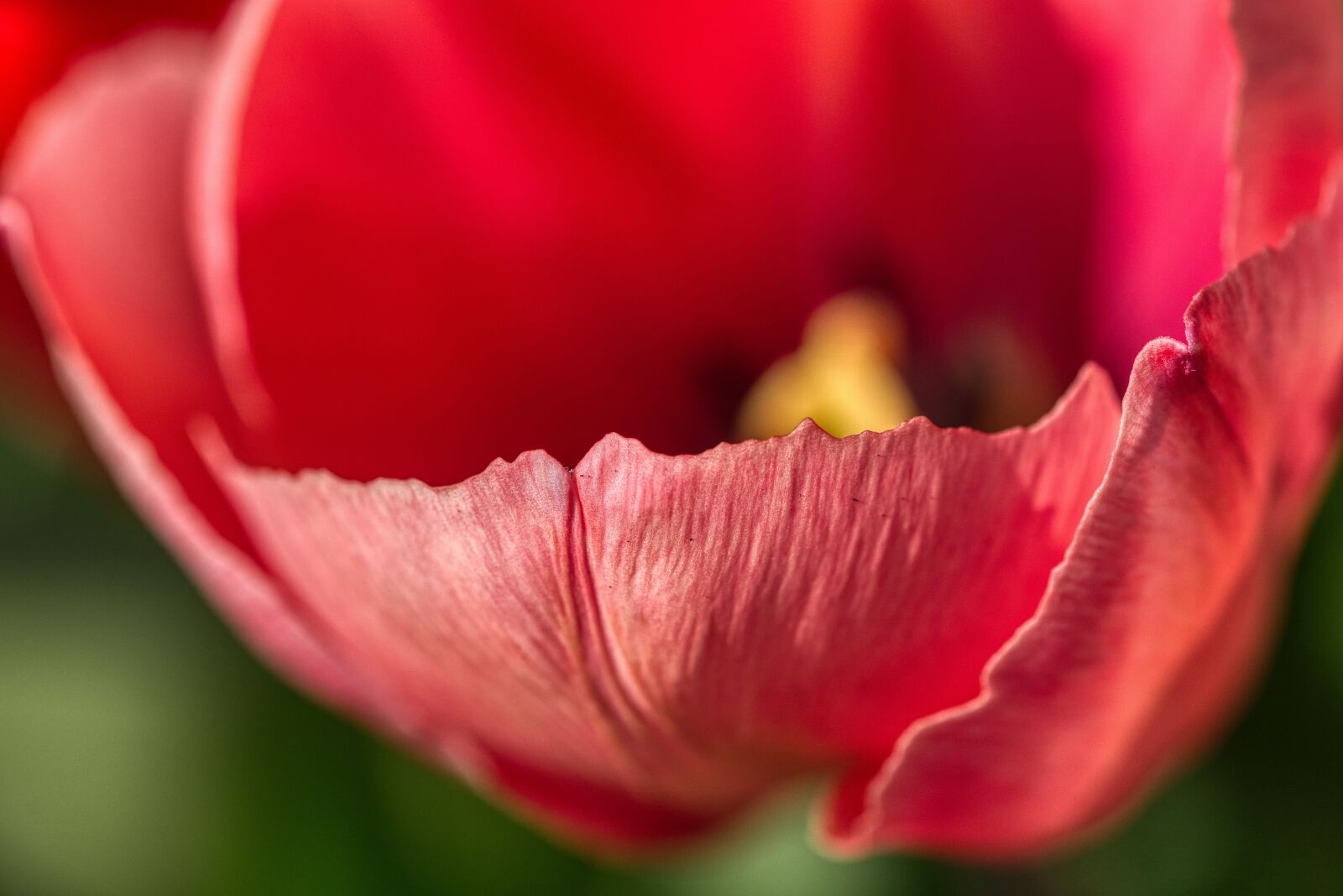 Nikon D750 sample photo. Tulip, petals, structure photography
