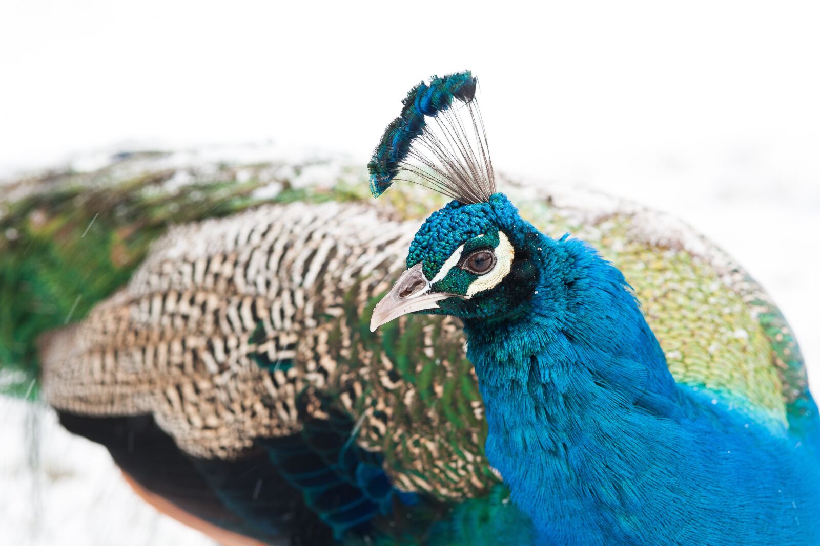 Nikon D700 sample photo. Peacock, bird, feather photography