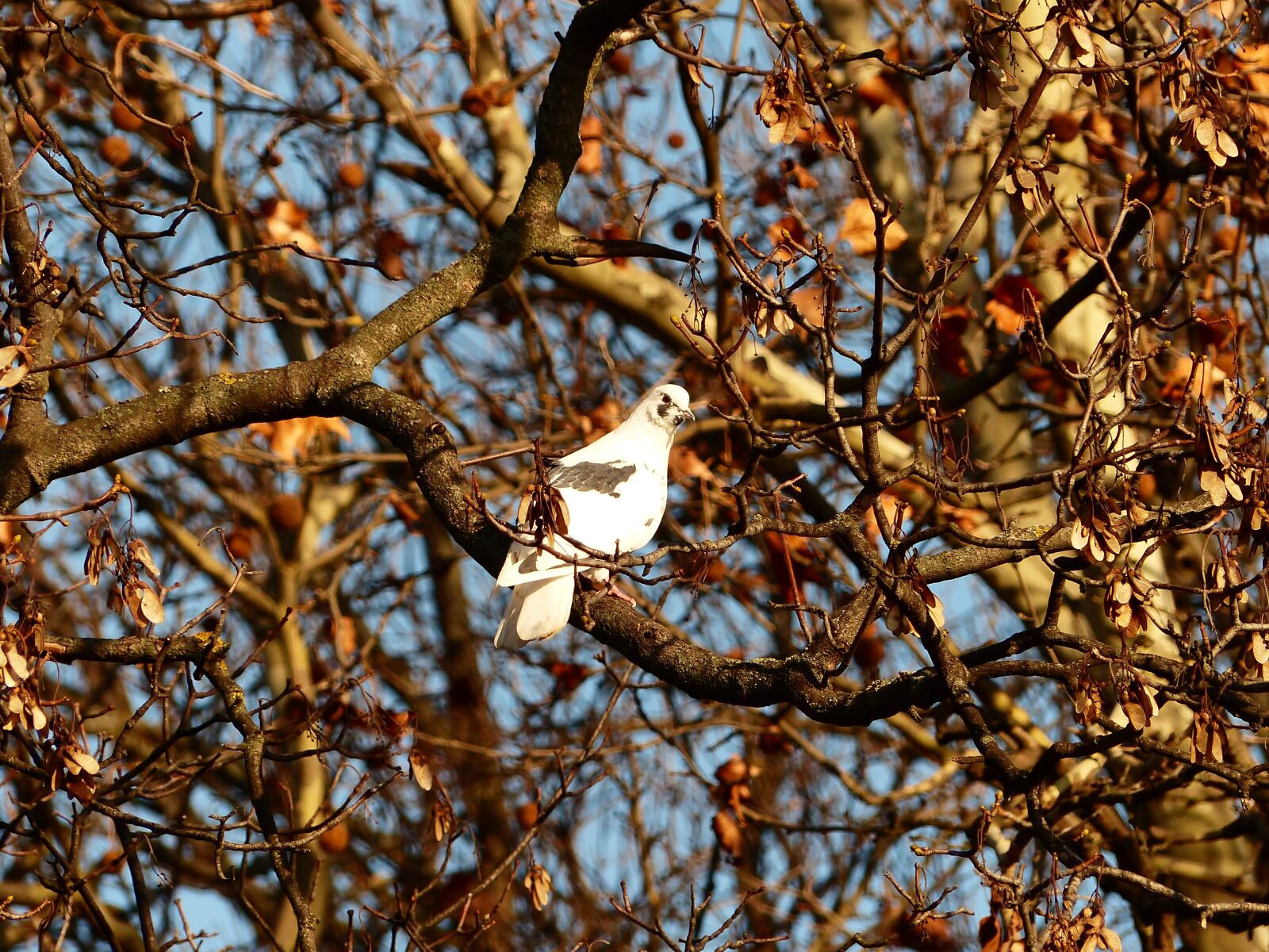 Panasonic Lumix DMC-FZ200 sample photo. Dove, bird, nature photography